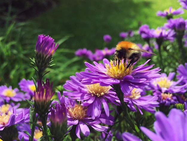 Close-up of bee pollinating on purple flower