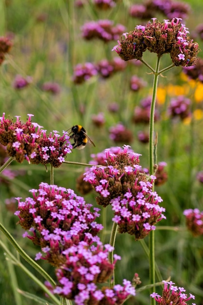 紫の花の授粉をしているミツバチのクローズアップ