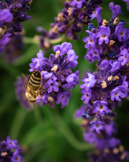 Photo close-up of bee pollinating on purple flower