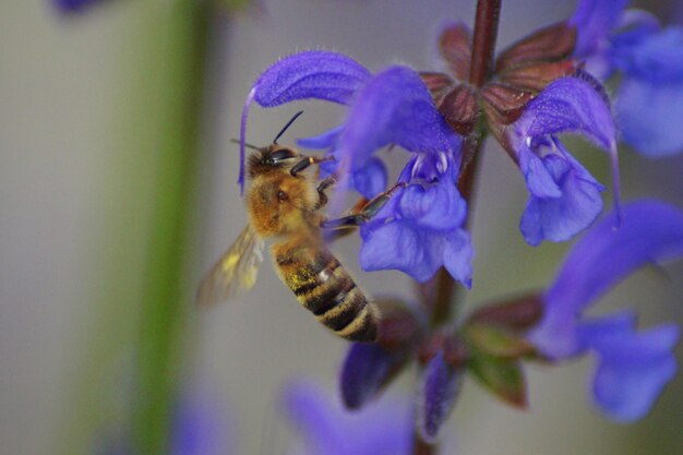 Close-up of bee pollinating on purple flower