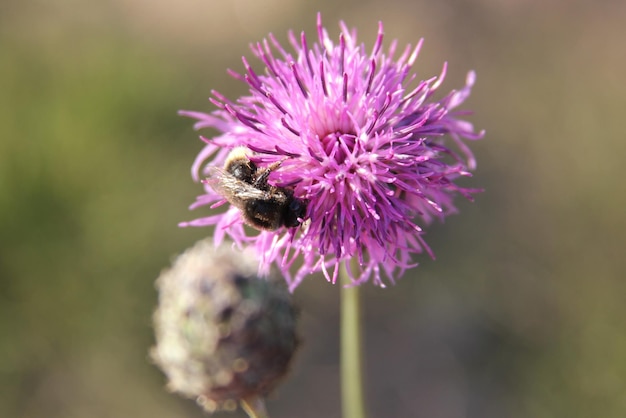 紫の花に花粉を授粉するミツバチのクローズアップ