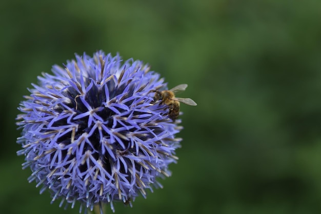 Foto close-up di un'ape che impollina un fiore viola