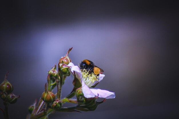 Close-up di un'ape che impollina un fiore viola