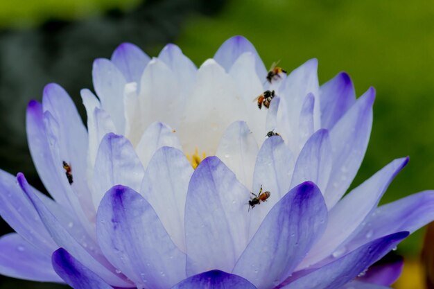 Close-up of bee pollinating on purple flower