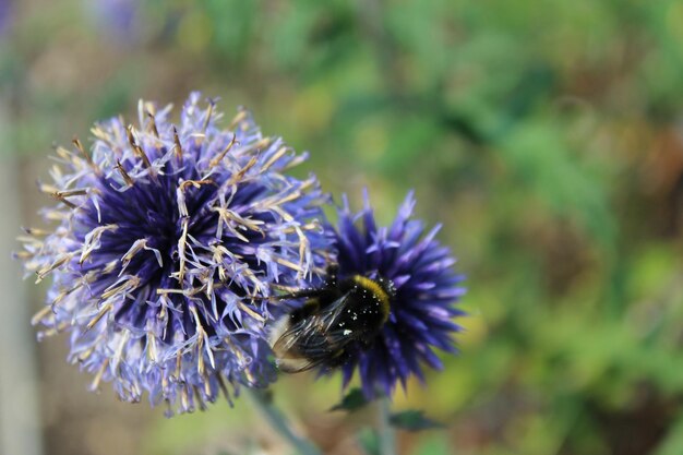 Photo close-up of bee pollinating on purple flower