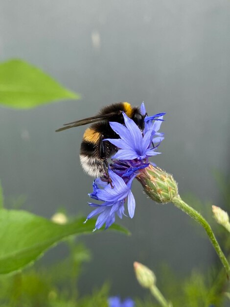 Close-up of bee pollinating on purple flower