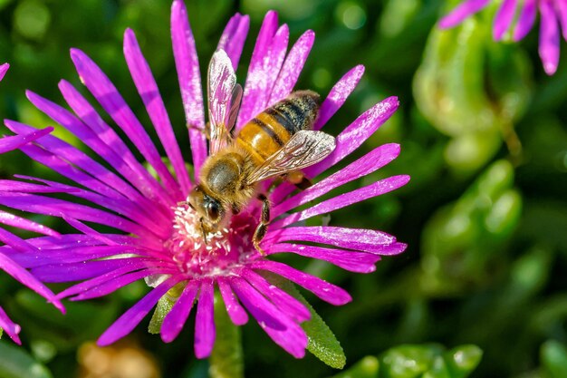 Close-up of bee pollinating on purple flower