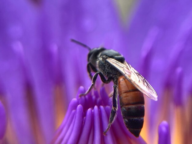 Close-up of bee pollinating on purple flower