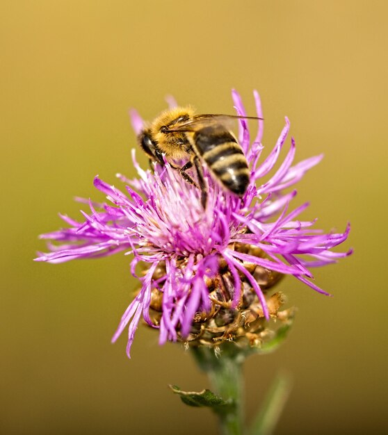 Close-up of bee pollinating on purple flower