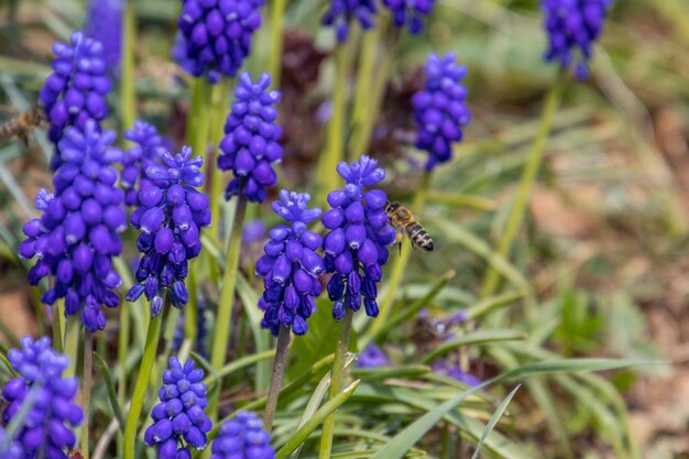 Close-up of bee pollinating on purple flowering plant