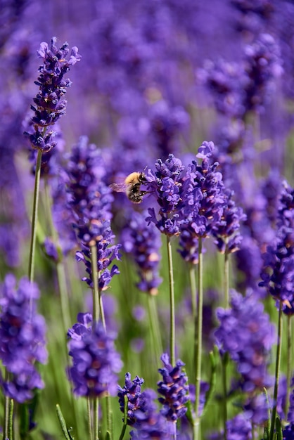 紫色の花の植物を授粉するミツバチのクローズアップ