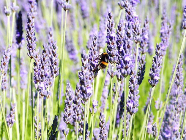 紫色の花の植物を授粉するミツバチのクローズアップ