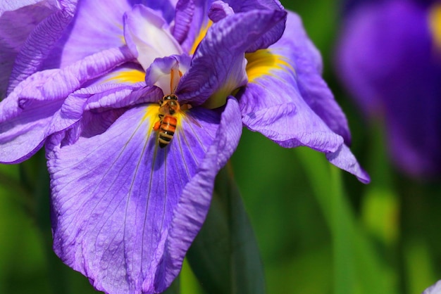 Close-up of bee pollinating on purple iris