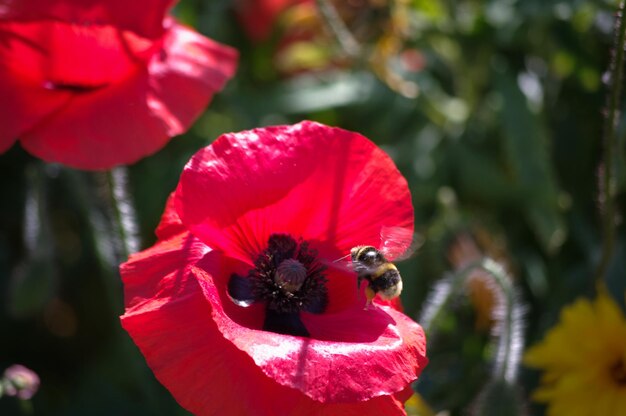 Foto close-up di un'ape che impollina il papavero a fiore rosso