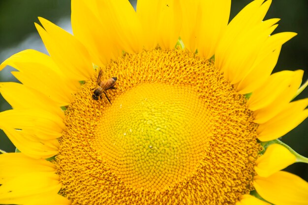 Close-up of bee pollinating on sunflower