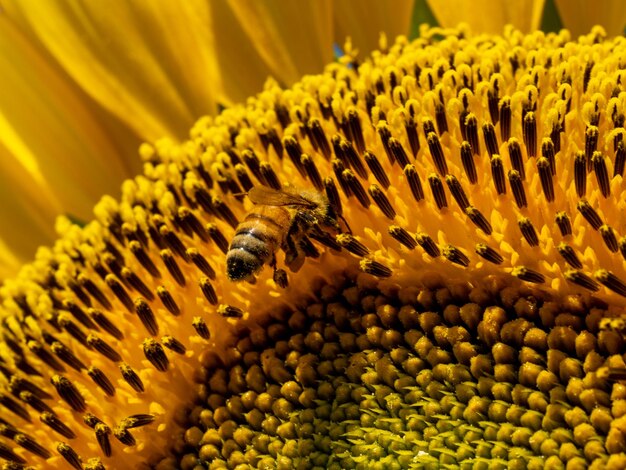 Close-up of bee pollinating on sunflower