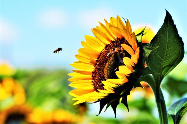 Foto close-up di un'ape che impollina il girasole