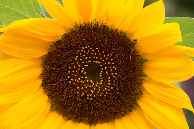 Close-up of bee pollinating on sunflower