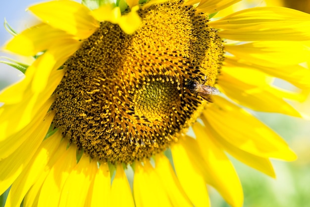 Close-up of bee pollinating on sunflower