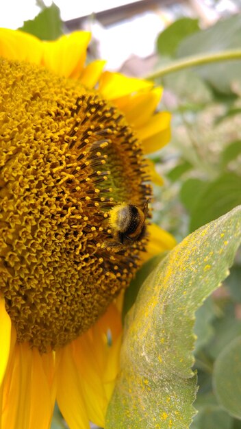 Close-up of bee pollinating on sunflower