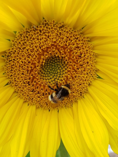 Close-up of bee pollinating on sunflower