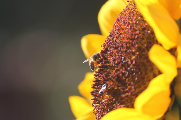 Close-up of bee pollinating on sunflower