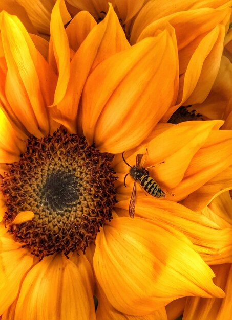 Close-up of bee pollinating on sunflower