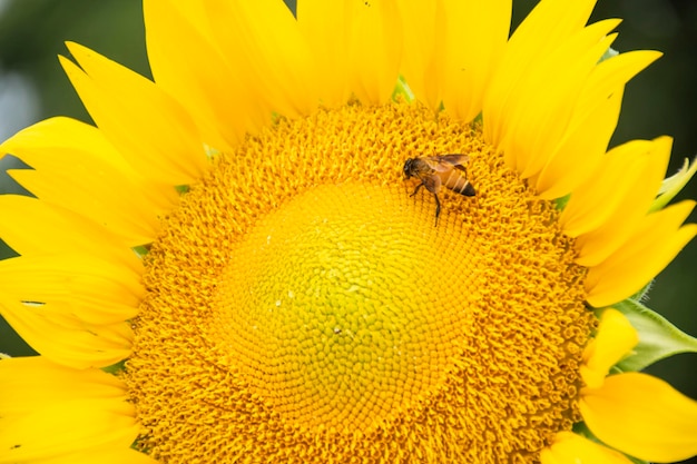 Close-up of bee pollinating on sunflower