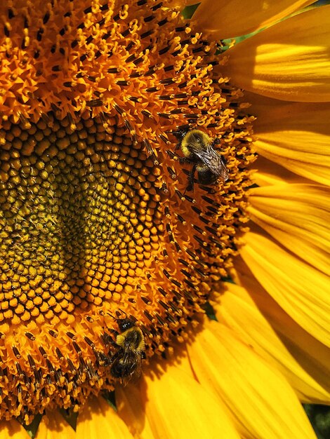 Close-up of bee pollinating on sunflower