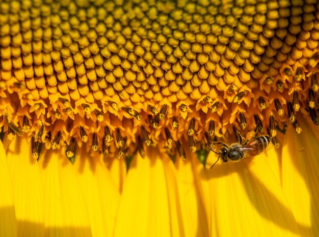 Foto close-up di un'ape che impollina un girasole