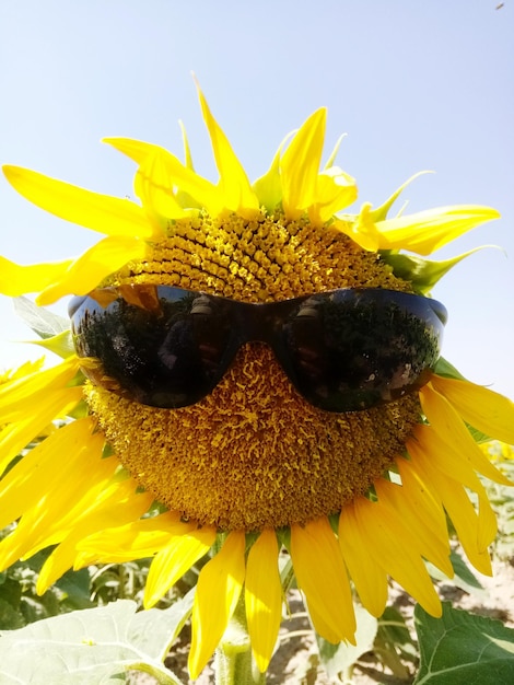 Close-up of bee pollinating on sunflower