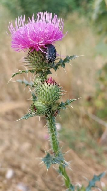 Foto close-up di un'ape che impollina il cardo