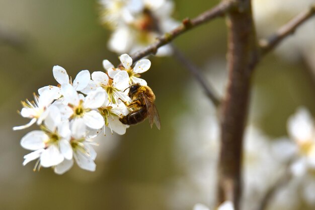 Foto close-up di un'ape che impollina un fiore bianco