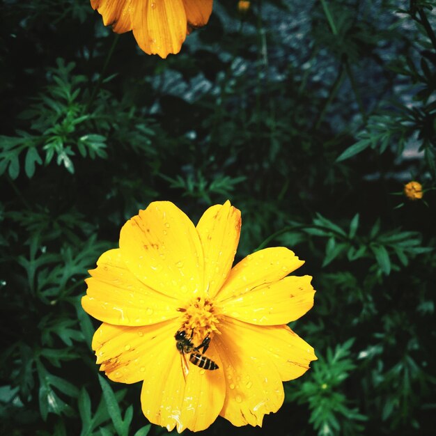 Close-up of bee pollinating on yellow cosmos flower blooming outdoors