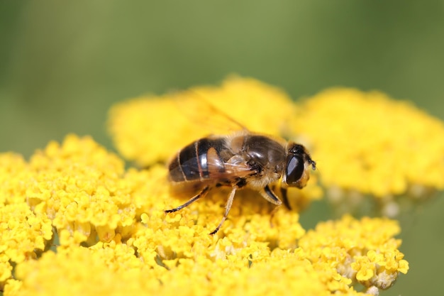 Foto close-up di un'ape che impollina un fiore giallo all'aperto