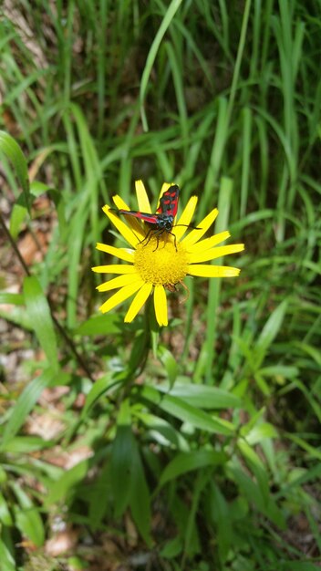 Close-up of bee pollinating on yellow flower