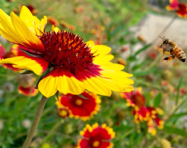 Close-up of bee pollinating on yellow flower