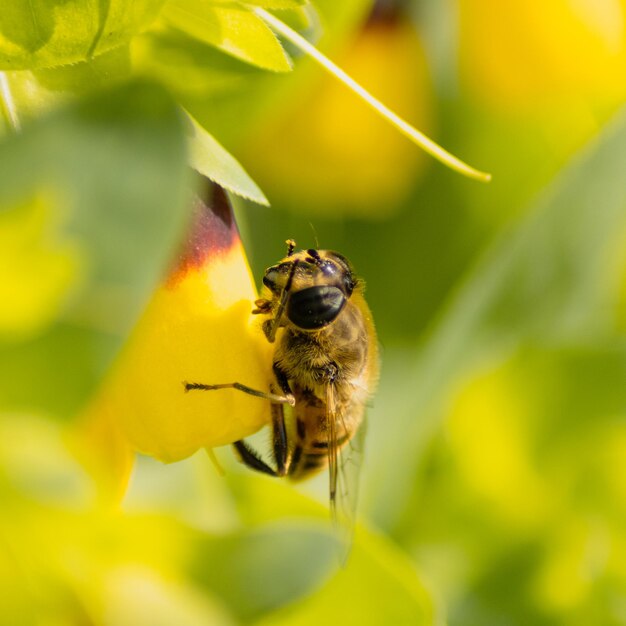 Close-up of bee pollinating on yellow flower