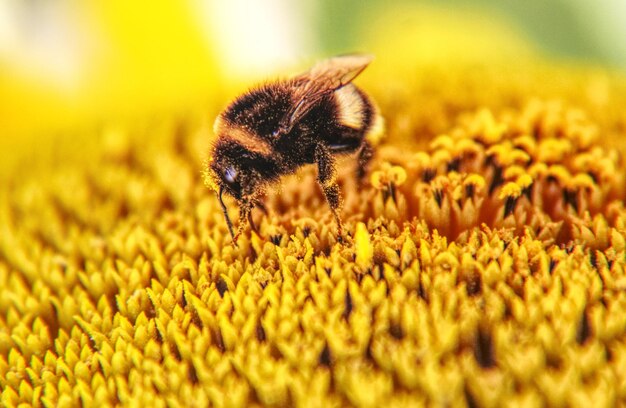 Close-up of bee pollinating on yellow flower