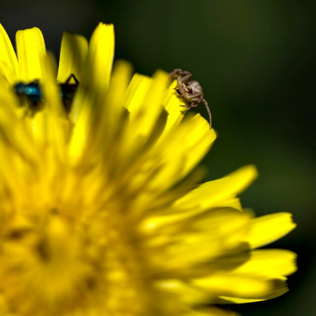 Close-up of bee pollinating on yellow flower