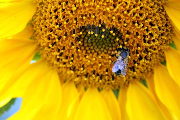 Close-up of bee pollinating on yellow flower