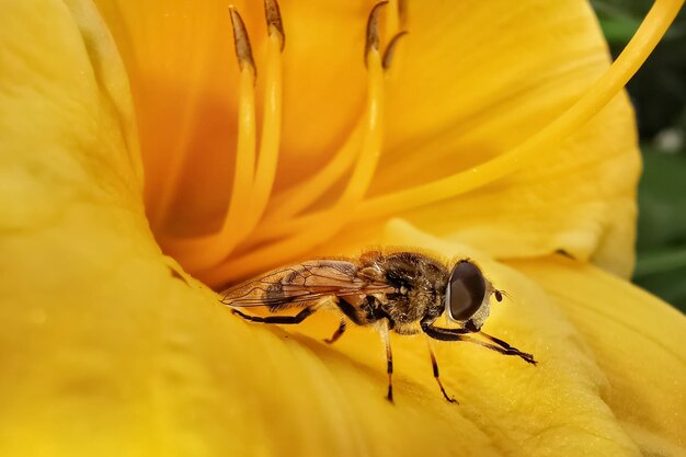 Close-up of bee pollinating on yellow flower