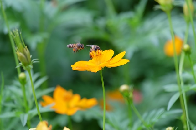 Close-up of bee pollinating on yellow flower