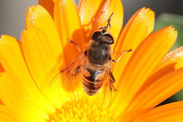 Close-up of bee pollinating on yellow flower