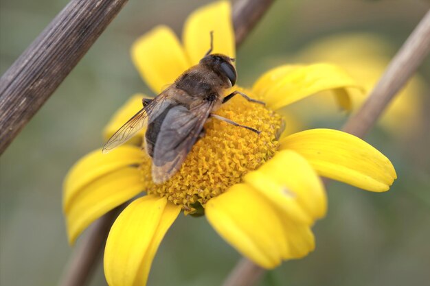 Photo close-up of bee pollinating on yellow flower
