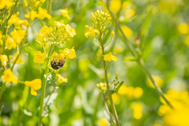 Close-up of bee pollinating on yellow flower