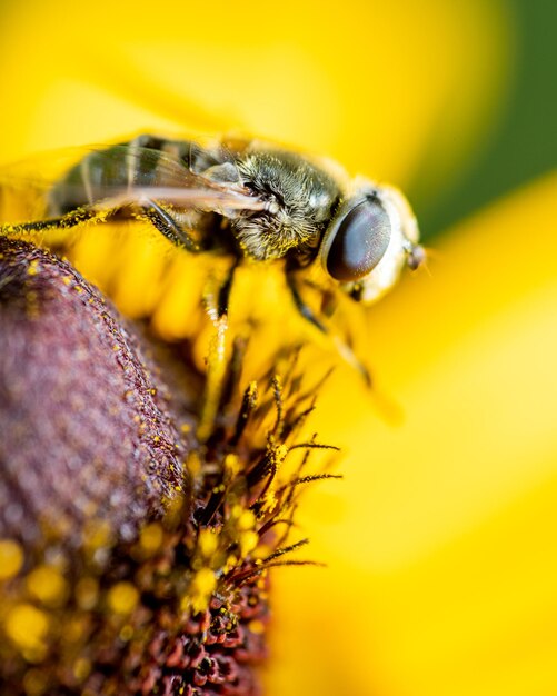 Close-up of bee pollinating on yellow flower