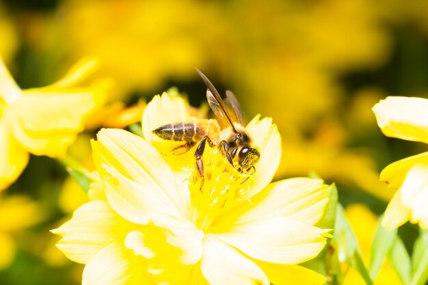 Close-up of bee pollinating on yellow flower