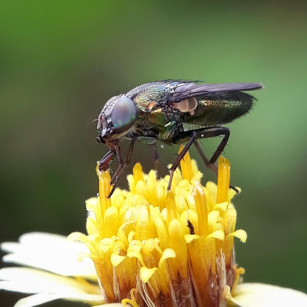 Foto close-up di un'ape che impollina un fiore giallo