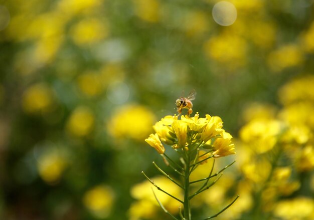 Close-up of bee pollinating on yellow flower